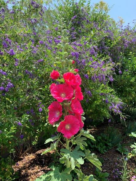 Hollyhocks are very easy to grow and they are stunning