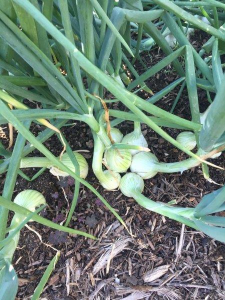 Onions do very well grown in groups of 3 or 4