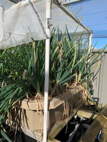Onions grow really well in the aquaponic. Their bulbs also grow very large