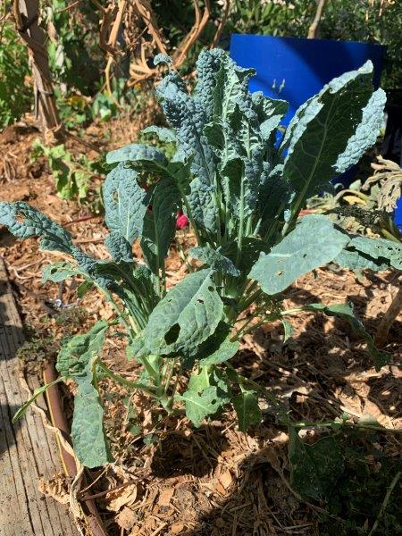 Our kale plant has survived summer, sow we won't need to sow seed for this!
