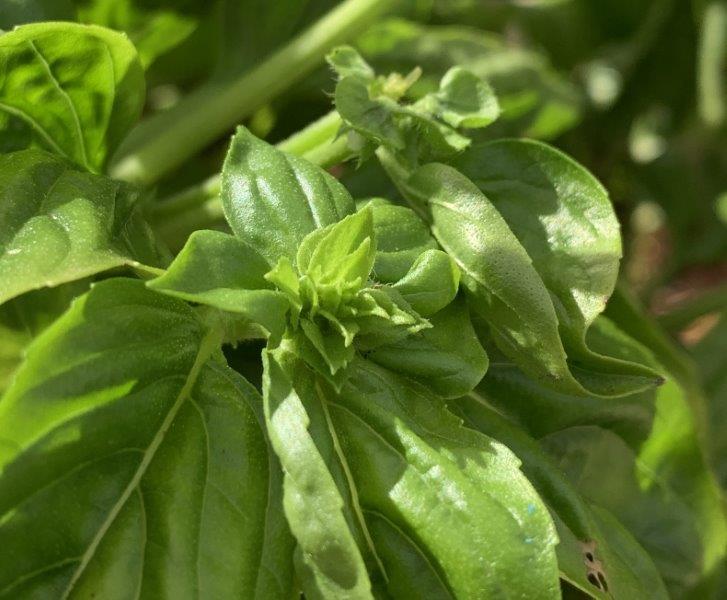 Pinching out the growing tips of your basil, makes a bushier plant