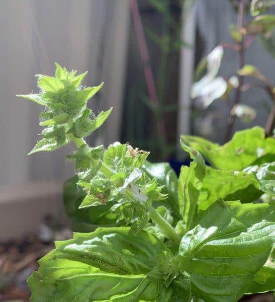 Prune off basil flowers to extend your basil plants life