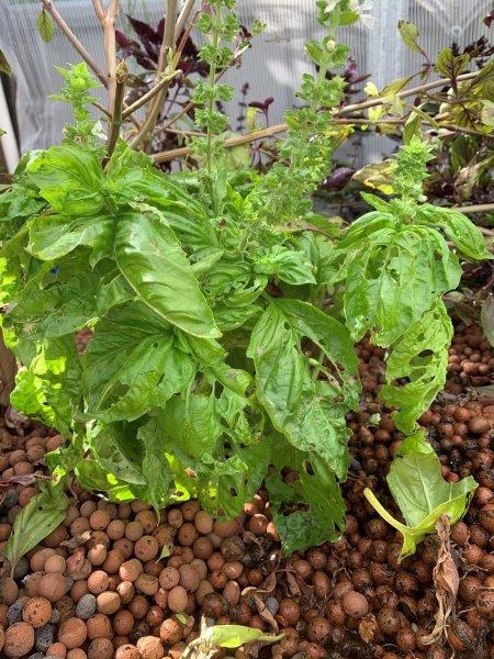 Snails and slugs also love the tender leaves of a basil plant