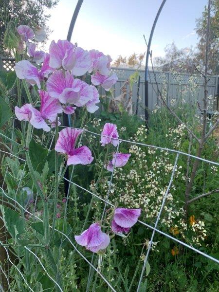 Sweet pea flowers go well with other flowering plants