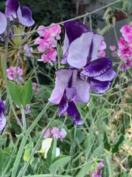 Sweet pea flowers have a large range of colours