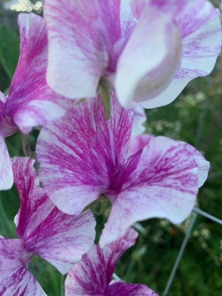 Sweet pea flowers have so much depth and colour to them