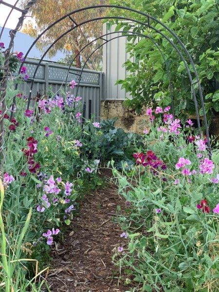 Sweet peas always put on a great show of flowers