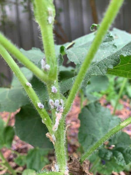 This new flower spike has aphids on it. You can squash them or wash them off with a hose