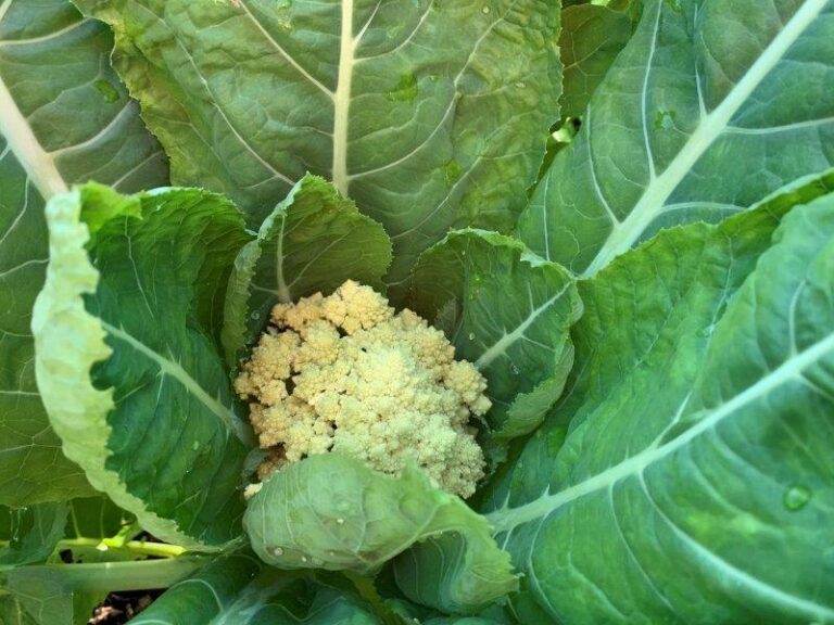 How To Grow Cauliflowers: The Complete Guide From Seed To Table ...