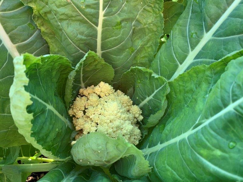 To keep your cauliflower white, tie the leaves together to stop the head from being exposed to the sun