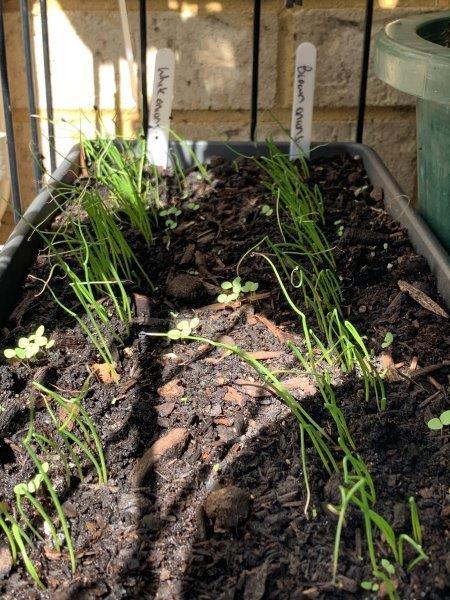 We have found the best way to start your onion seeds is in a rectangle pot