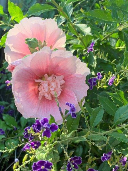 Nearly Natural Flowering Hollyhock Spray