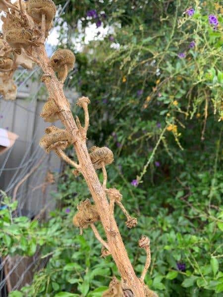 You can save the seed from your hollyhocks