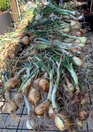 You will need to dry your onions before storing them