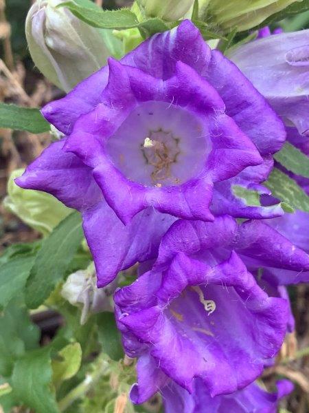 Canterbury bell flower are very easy flower to grow in your garden