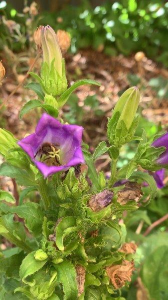 Canterbury bells are great for attracting pollinators