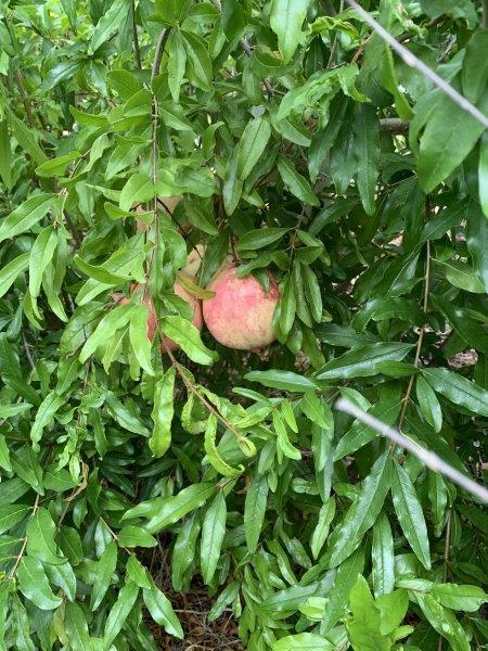 Pomegranates are really easy to grow, but the fruit can be a bit fiddly