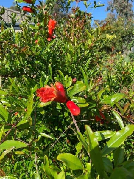 Pomegranates have a beautiful flower