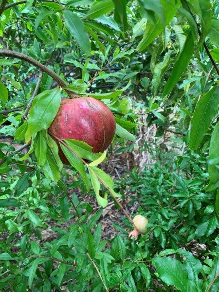 Pomegranates when ripe should not be round but more hexagonal