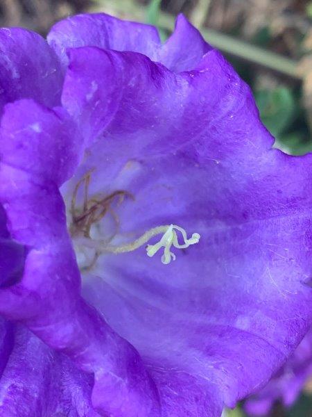 The flowers on a canterbury bell are so simple yet stunning