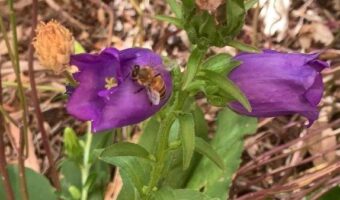We love watching bees frolic in the canterbury bell flowers