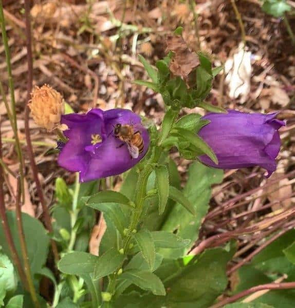 We love watching bees frolic in the canterbury bell flowers