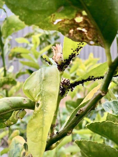 Aphids on our Tahitian Lime Tree