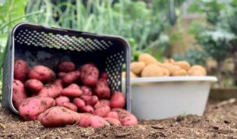 Growing potatoes can be very rewarding and successful if you do the preparation