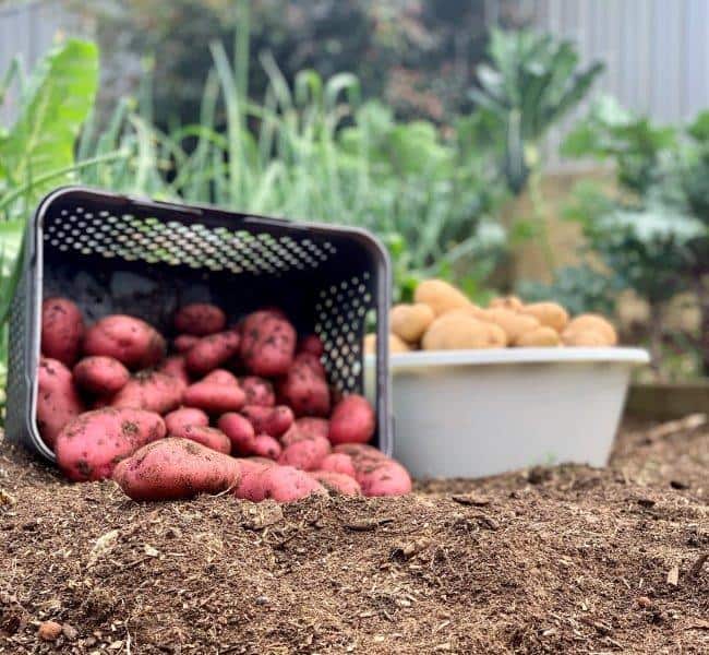 Growing potatoes can be very rewarding and successful if you do the preparation