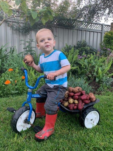 Harvesting potatoes can be a fun family time, every time Leo would find one in the dirt it would be oh wow