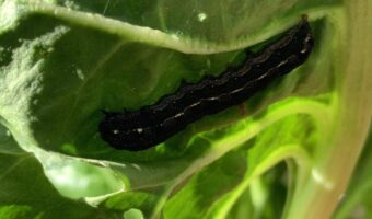 Inspect the underside of leave regularly for caterpillars