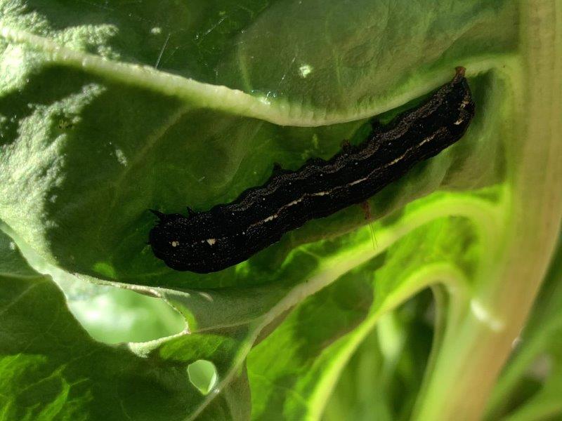 Inspect the underside of leave regularly for caterpillars