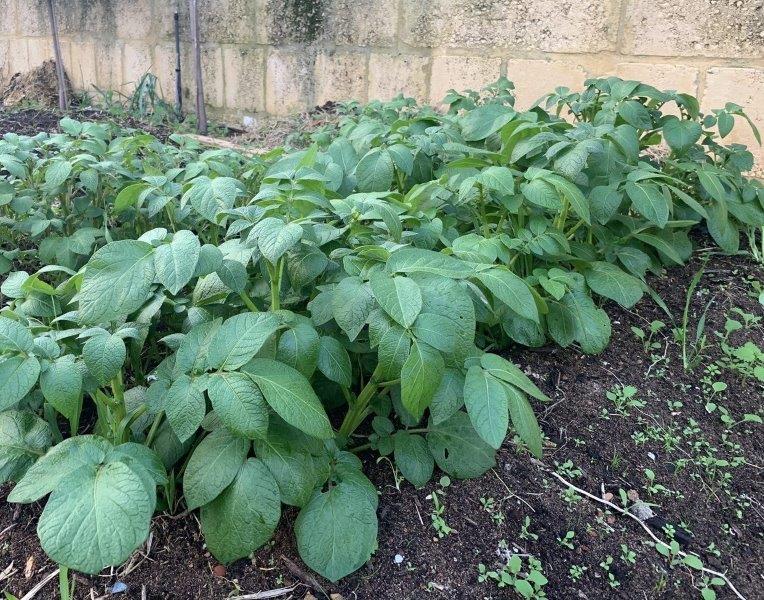 Once your potatoes are 10cm tall they will need covering to increase your harvest