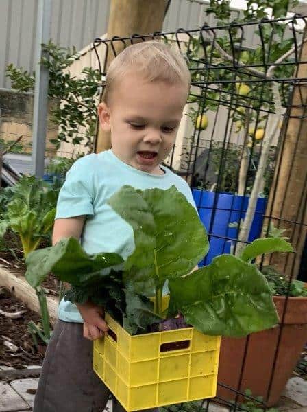 Our son and i picking a bunch of rainbow chard for dinner