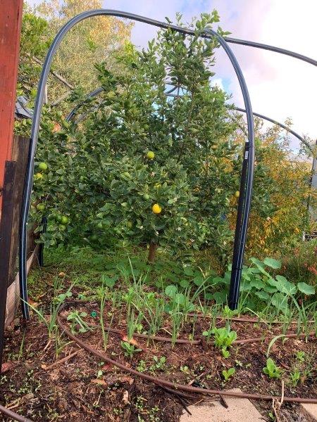 Our tahitian lime tree is growing really well and it produces a load of fruit