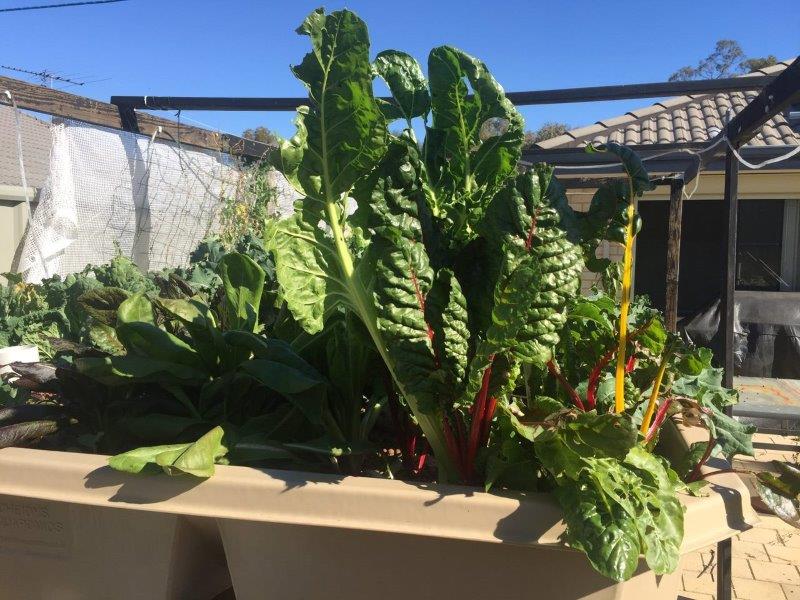 Rainbow chard grows extremely well in the aquaponics
