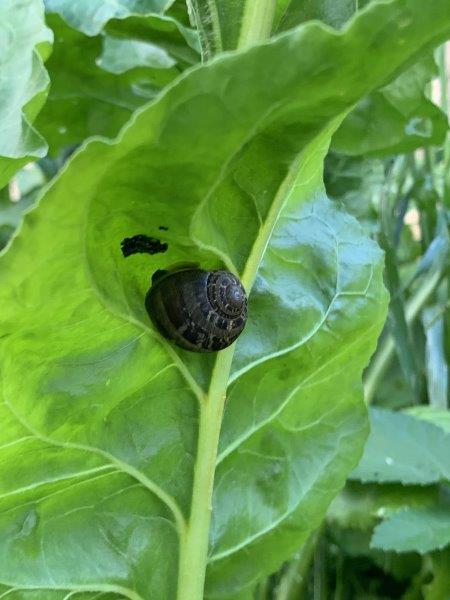 Snails and Slugs love rainbow chards tender leaves