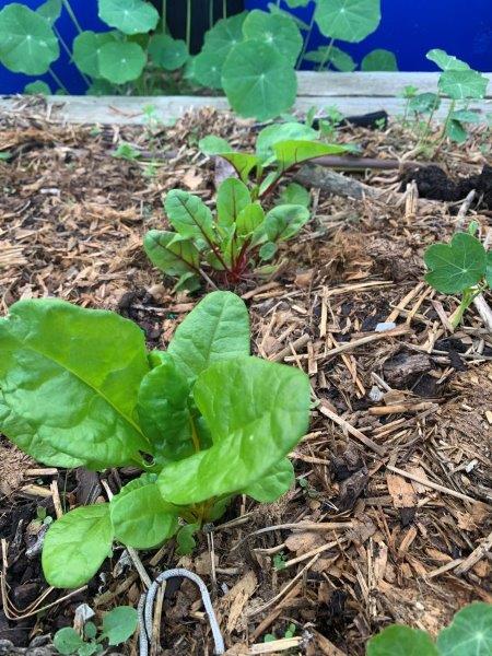 Sometime buying seedling from a nursery can be a more economical option