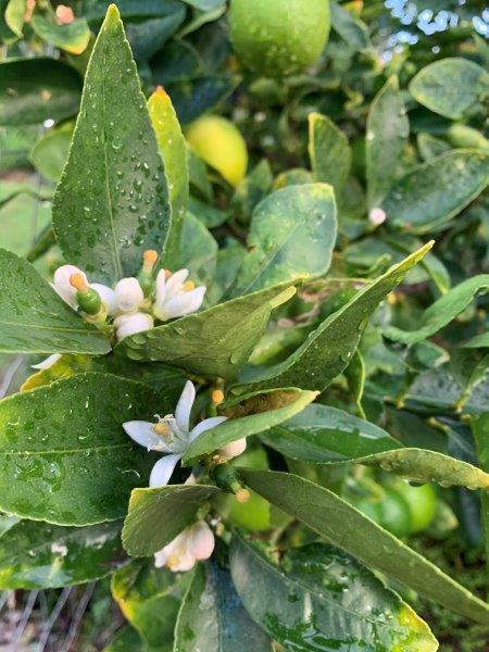 Tahitian Lime fruit on the tips of one year old growth