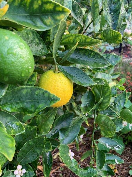 Tahitian Limes can be picked when yellow or green