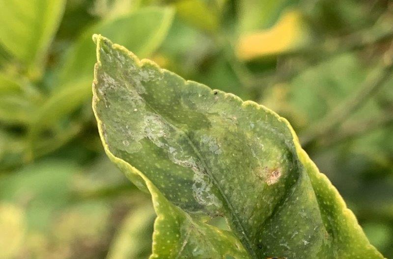 The trails left by Citrus Leafminer