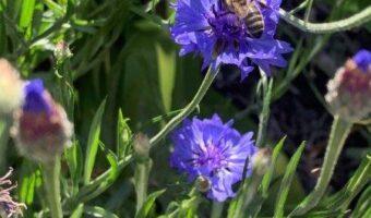 Cornflowers are great for attracting beneficial insects, like this bee