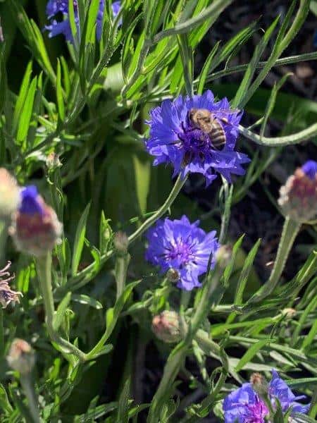 Cornflowers are great for attracting beneficial insects, like this bee