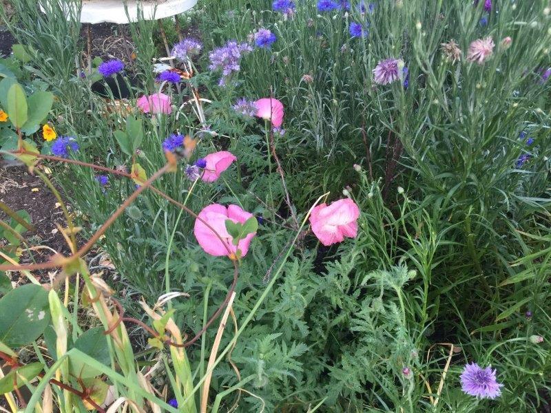Cornflowers grow well and look great planted with other flowering plants