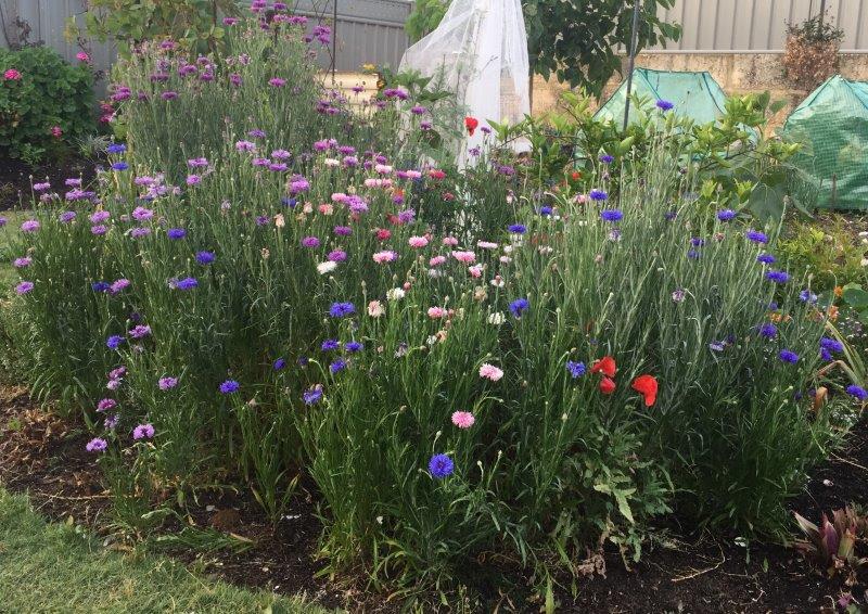 Cornflowers look great when planted together in clump