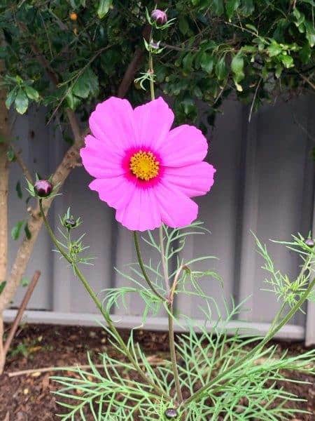 Cosmos grown with other plants can really make them stand out