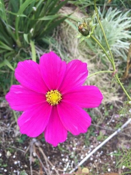 Cosmos sensation flowers are bright, cheerful and a great way of adding colour to the garden