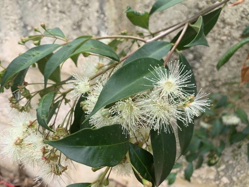 Lilly Pilly's flower in Spring and Summer