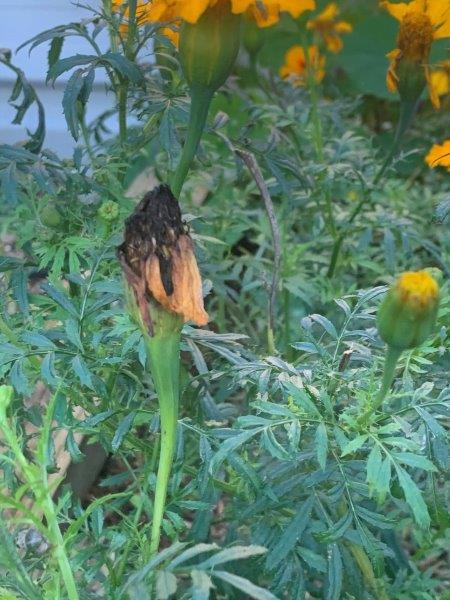 Saving the seed from your cosmos is really simple