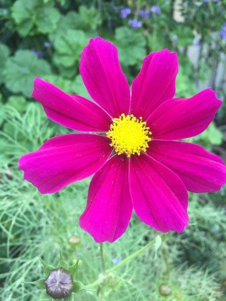 This deep pink cosmos flower is my favourite colour and just stands out
